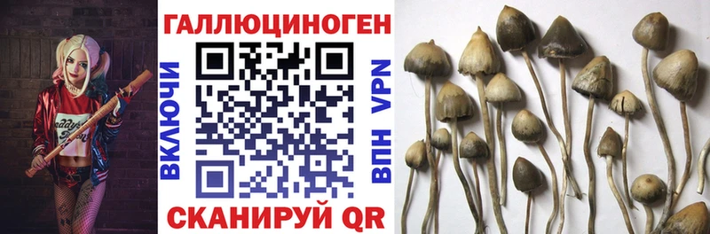 МЕГА зеркало  Козьмодемьянск  Галлюциногенные грибы Psilocybine cubensis 